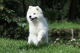 SAMOYEDE 021